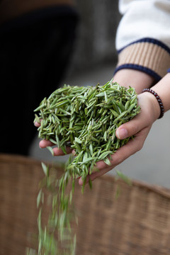 新鲜茶芽