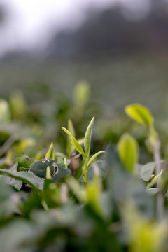 茶芽