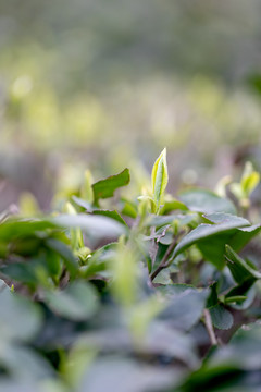 茶芽