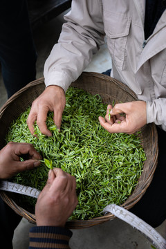 收购茶鲜叶