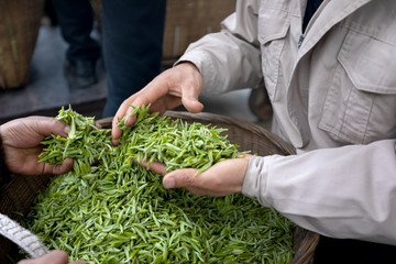 收购茶鲜叶