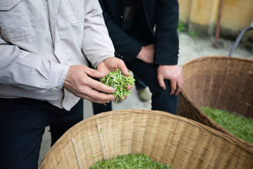 收购茶鲜叶