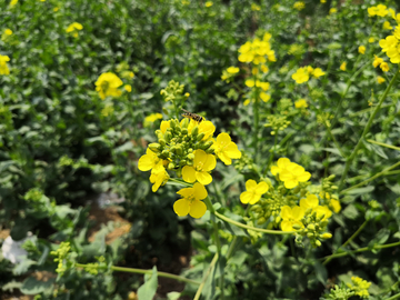 花 油菜花