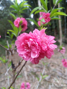 桃花