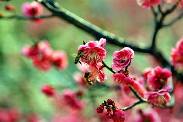 樱花与蜜蜂