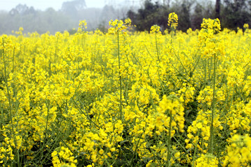 油菜花