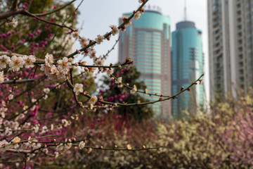 梅花与上海长征医院