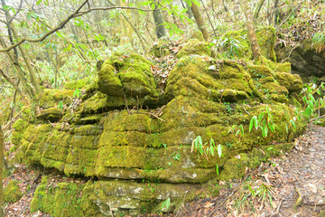 原始森林底部的岩石和苔藓