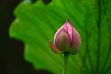 荷花花苞特写