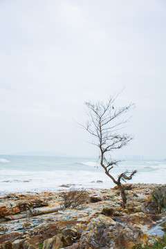 惠州湾仔村海岸