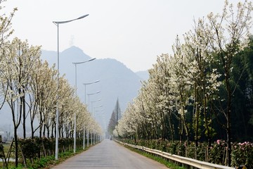 樱花盛开的乡村道路