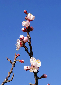 一枝红杏