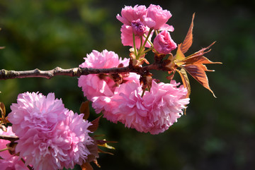 樱花