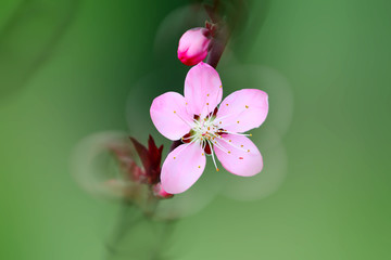 桃花花卉