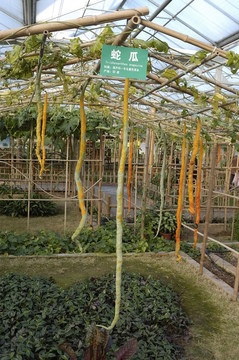 大棚种植的蛇瓜