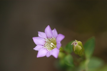 龙胆花特写