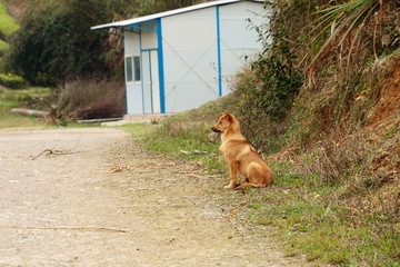 中华田园犬