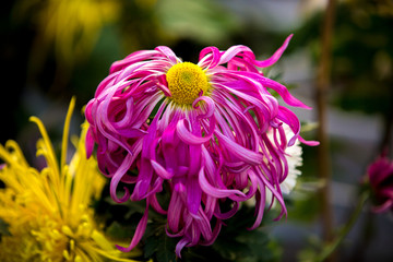 花坛花境粉菊花