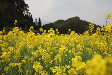 油菜花