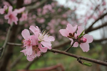 桃花