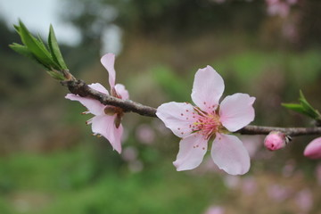 桃花