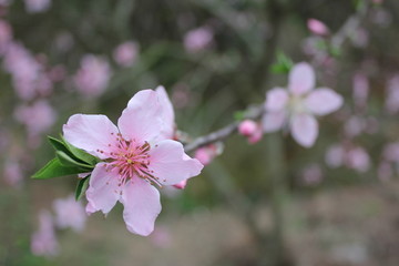 桃花