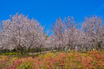 樱花