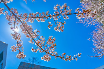 樱花枝