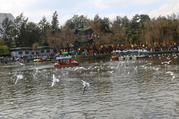 翠湖公园海鸥