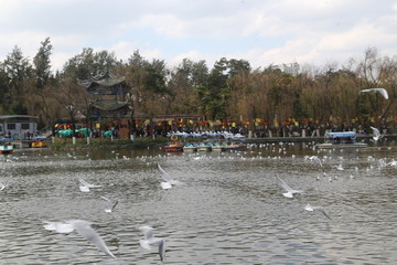 翠湖公园海鸥