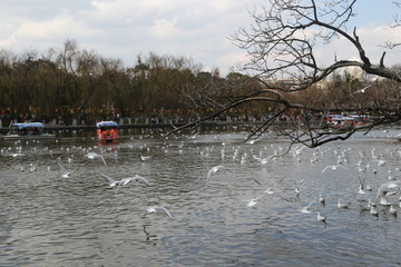 翠湖公园海鸥