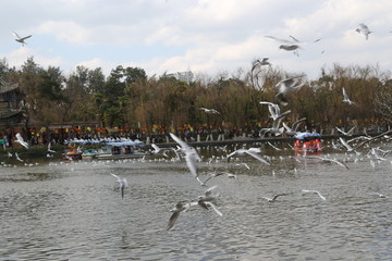翠湖公园海鸥