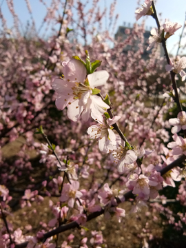 桃花