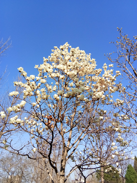 玉兰花