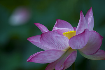 小车河荷花