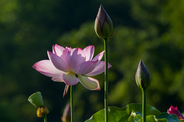 小车河荷花