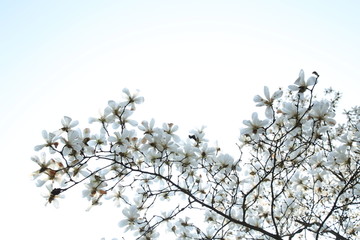 玉兰花天空背景