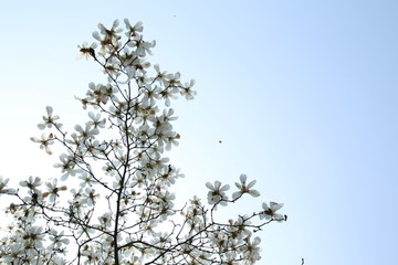 玉兰花与天空背景