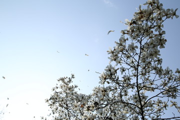 玉兰花与天空背景