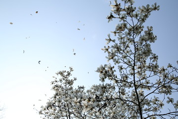 玉兰花与天空背景