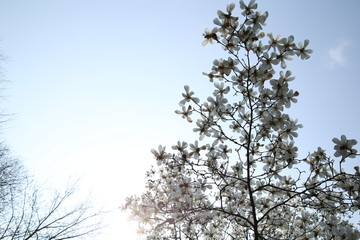 玉兰花天空背景