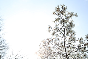 玉兰花天空背景