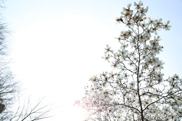 玉兰花天空背景