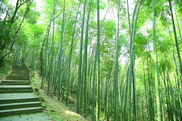 阳光竹林小路