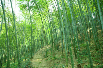 竹林小路