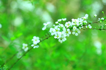 绿色植物