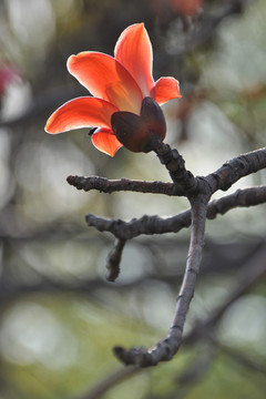 木棉花