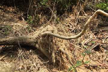 高山榕树根