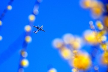 腊梅园上空的飞机