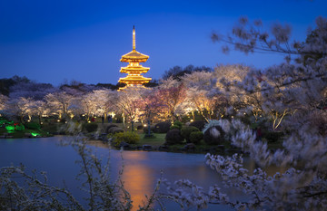 樱园夜景